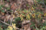 American witch-hazel